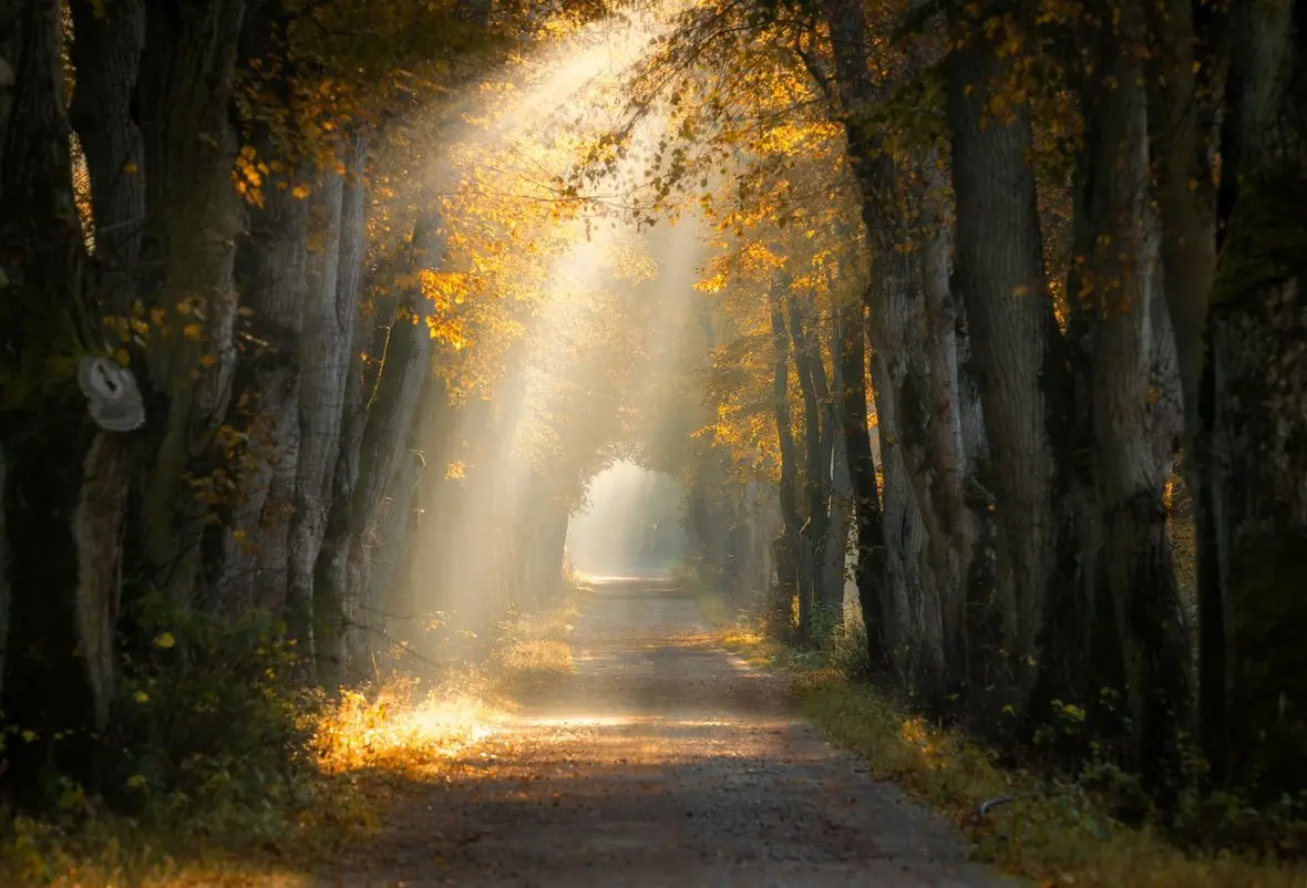 Sunlight falling through autumn trees on a woodland path