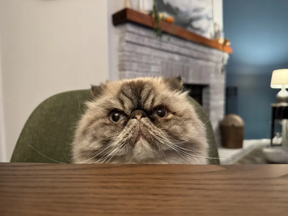 A long-haired cat peering over the back of a chair