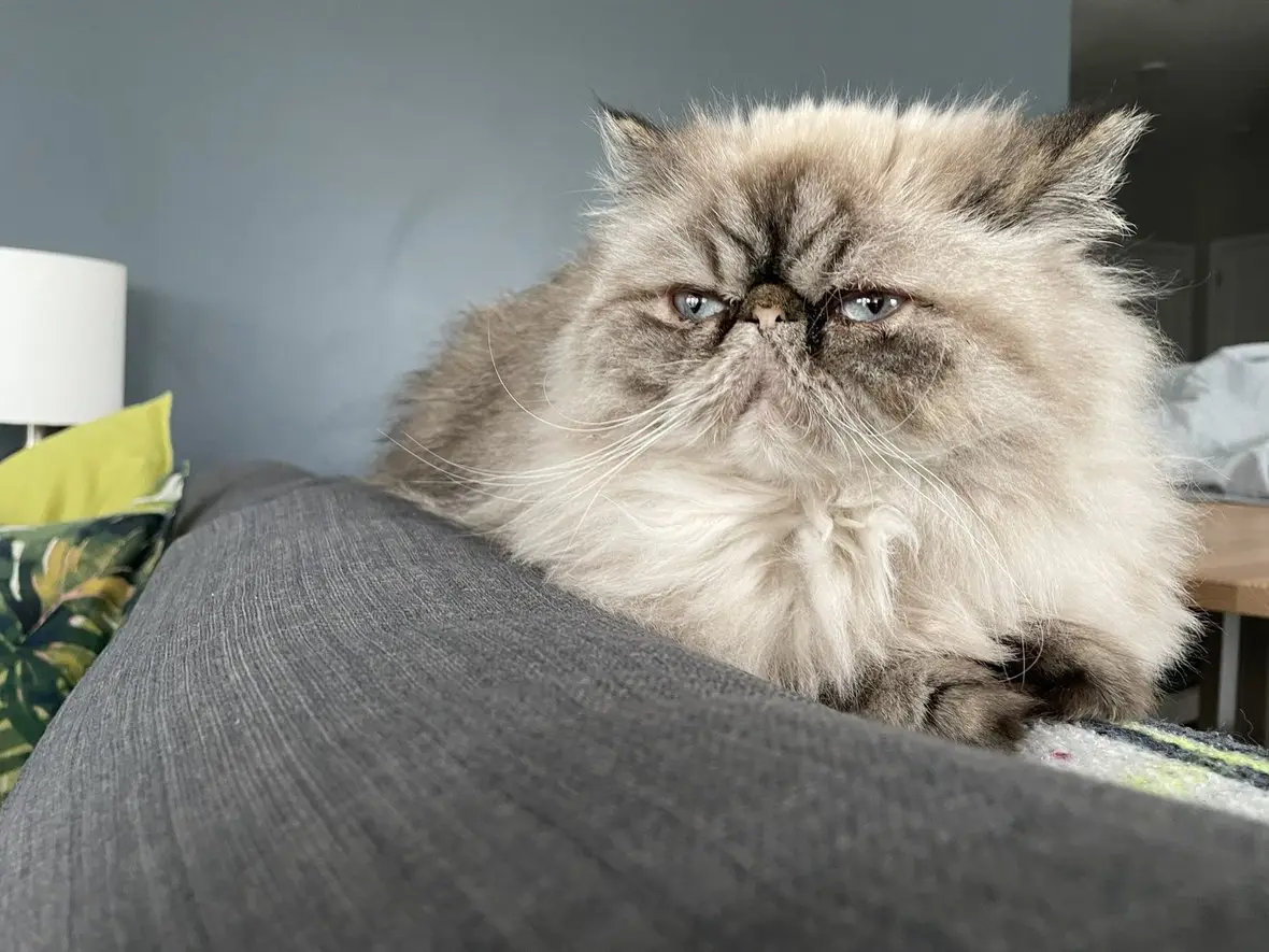 A long-haired cat resting on the arm of a sofa