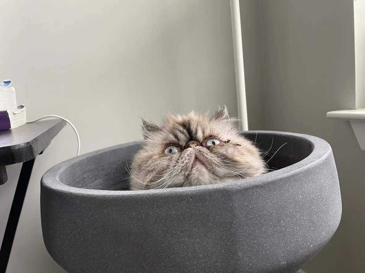A long-haired cat sitting in a round pet bed