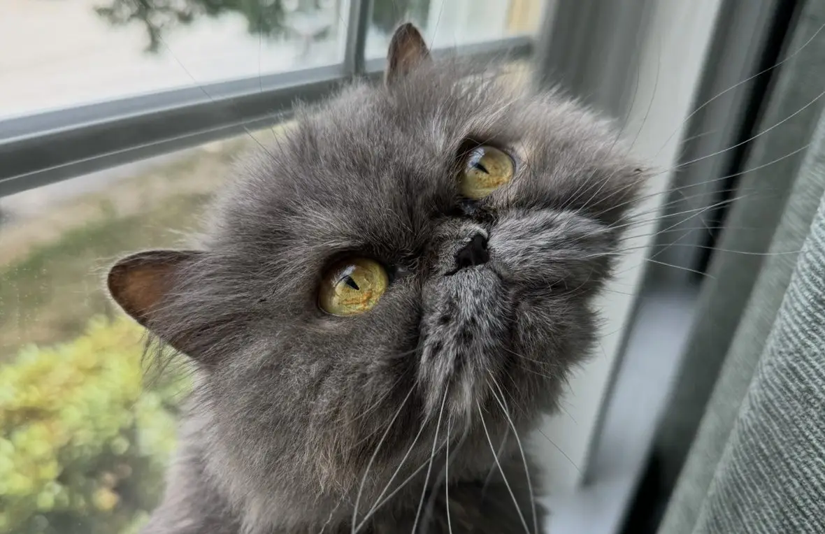 Natty, a grey Persian cat, looking up beside a window