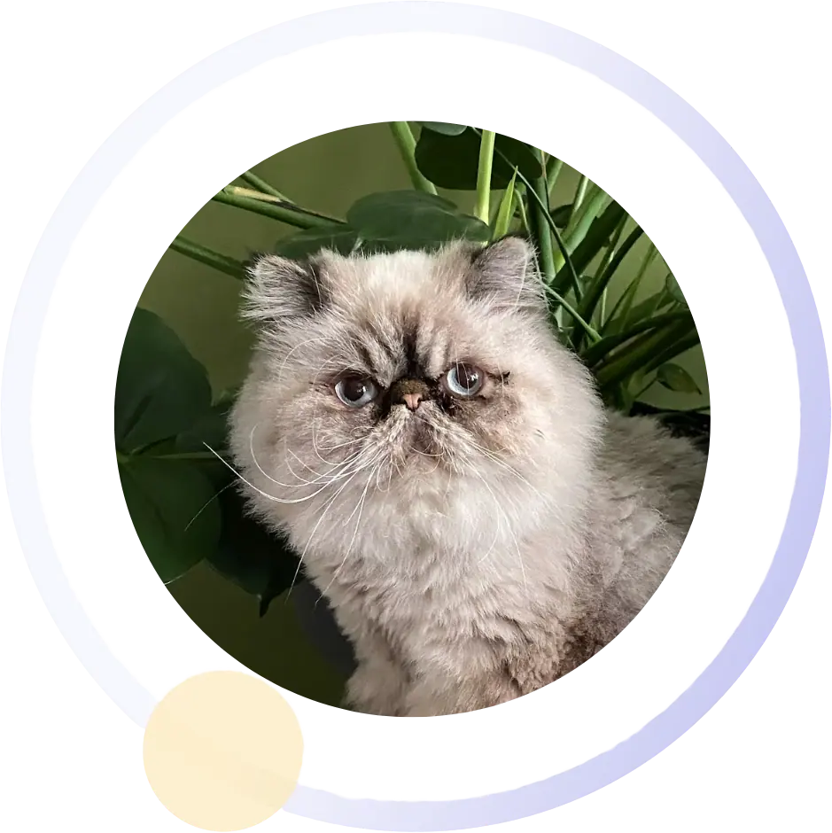 George, a long-haired cat looking at the camera