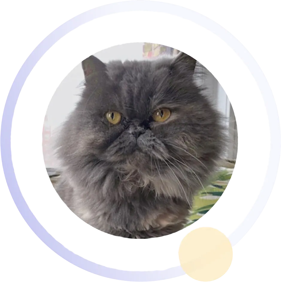 Natty, a long-haired grey cat, the practice mascot